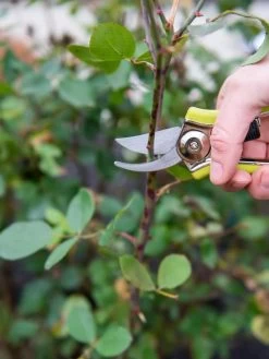 Pocket Pruners -Plant Care Shop 8586314 027 tif