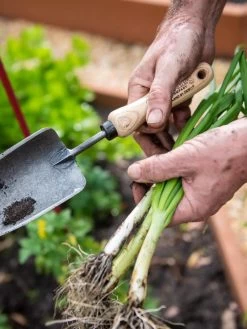 Gardener's Lifetime Trowel -Plant Care Shop 8586972 3286 tif