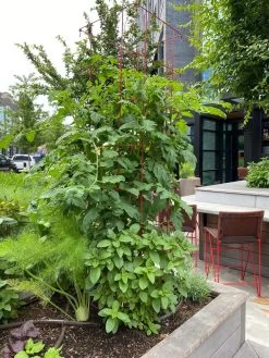 Tomato Towers, Set Of 2 -Plant Care Shop 8587041 01IN tif