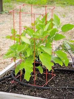 Pepper And Eggplant Cages, Set Of 3 -Plant Care Shop 8587048 103 tif
