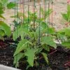 Pepper And Eggplant Cages, Set Of 3 2 Pepper And Eggplant Cages, Set Of 3 -Plant Care Shop 8587048 1073 tif