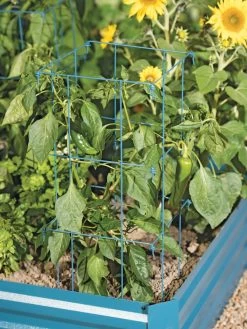 Pepper And Eggplant Cages, Set Of 3 -Plant Care Shop 8587048 9792 tif