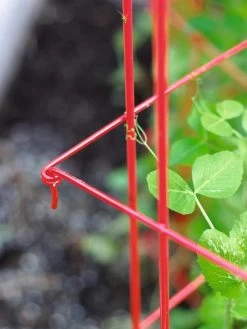 Tall Expandable Pea Trellis -Plant Care Shop 8587061 010 tif