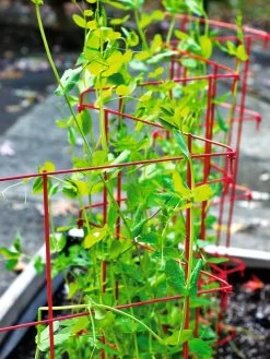 Expandable Pea Trellis 8 Expandable Pea Trellis -Plant Care Shop 8587061 100 tif