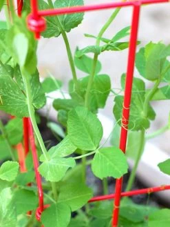Tall Expandable Pea Trellis -Plant Care Shop 8587061 101 tif