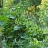 Deluxe Cucumber Trellis -Plant Care Shop 8587083 01IN