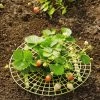 Strawberry Supports, Set Of 6 1 Strawberry Supports, Set Of 6 -Plant Care Shop 8587970 1039 tif