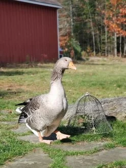 Chicken Wire Cloche -Plant Care Shop 8590210 01IN tif