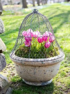 Chicken Wire Cloche -Plant Care Shop 8590210 021 tif