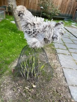 Chicken Wire Cloche -Plant Care Shop 8590210 02CUST tif