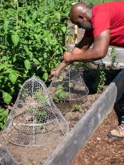 Chicken Wire Cloche With Extension 18 Chicken Wire Cloche With Extension -Plant Care Shop 8590210 0442 tif