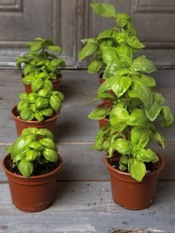 Organic Self-Watering Potting Mix, 20 Qts. -Plant Care Shop 8592212 3979 001E tif 3