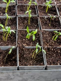 Seed Starting Mix, 9 Qts. -Plant Care Shop 8592212 6177