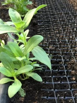 Cat Scat Mat -Plant Care Shop 8592448 03CUST tif