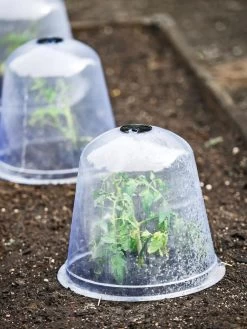 Large Garden Cloches, Set Of 3 -Plant Care Shop 8593984 9432 tif
