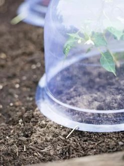 Medium Garden Cloches, Set Of 6 -Plant Care Shop 8593985 9441 tif