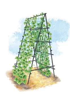 Titan A-Frame Trellis -Plant Care Shop 8595755 TitanAFrame art tif