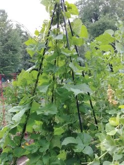 Titan Teepee Trellis 11 Titan Teepee Trellis -Plant Care Shop 8595757 01EMP tif