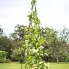 Titan Teepee Trellis 2 Titan Teepee Trellis -Plant Care Shop 8595757 1206 titan teepee cucumber peas beans tif