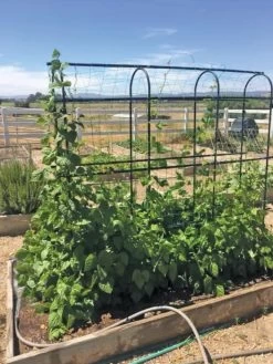 Titan Pea Tunnel -Plant Care Shop 8596275 01CUST tif