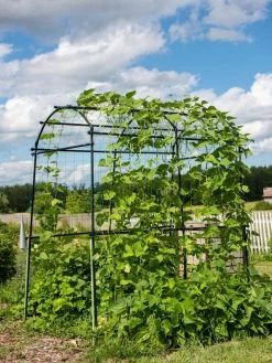 Titan Squash Tunnel -Plant Care Shop 8596276 0133 tif