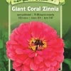 Giant Coral Zinnia Organic Seeds -Plant Care Shop 8598226 01V tif