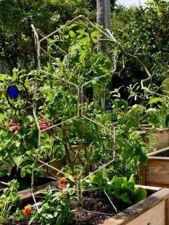 Gardener's Vertex Lifetime Pepper And Eggplant Cage 13 Gardener's Vertex Lifetime Pepper And Eggplant Cage -Plant Care Shop 8599554 01CUST tif