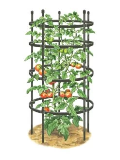 Titan Tomato Cages, Set Of 3 13 Titan Tomato Cages, Set Of 3 -Plant Care Shop 8599861 0001 art tif