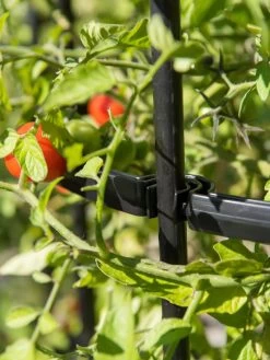 Titan Tomato Cages, Set Of 3 15 Titan Tomato Cages, Set Of 3 -Plant Care Shop 8599861 0079 tif