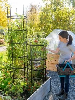 Titan Tomato Cages, Set Of 3 11 Titan Tomato Cages, Set Of 3 -Plant Care Shop 8599861 0114 tif