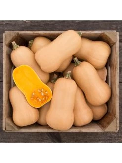 Brulee Butternut Squash Organic Seeds -Plant Care Shop 8599867 01v