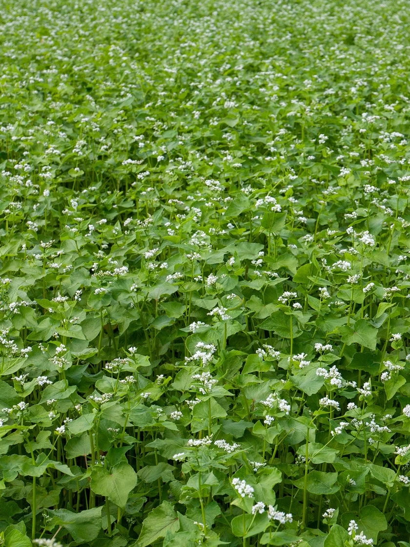 Common Buckwheat Organic Seeds 4 Common Buckwheat Organic Seeds - Image 2