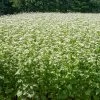 Common Buckwheat Organic Seeds -Plant Care Shop 8599871 02v common buckwheat organic seeds