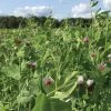 Field Peas, Oats And Vetch Mix Organic Seeds -Plant Care Shop 8599874 01V tif