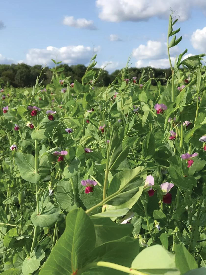 Field Peas, Oats And Vetch Mix Organic Seeds 3 Field Peas, Oats And Vetch Mix Organic Seeds