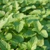 Lemon Balm Organic Seeds
