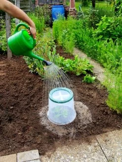 Sunny Forcing Cloches, Set Of 3