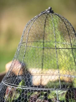 Chicken Wire Cloche With Extension 24 Chicken Wire Cloche With Extension -Plant Care Shop 8600116 0607 tif