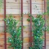 Ina Modern Wall Trellis Sr. 2 Ina Modern Wall Trellis Sr. -Plant Care Shop 8600510 05V tif