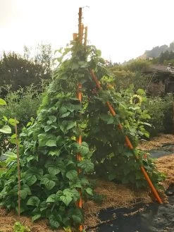 Annabel Tipi Trellis -Plant Care Shop 8600521 02V tif