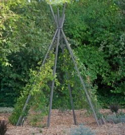 Annabel Tipi Trellis -Plant Care Shop 8600521 07V jpg