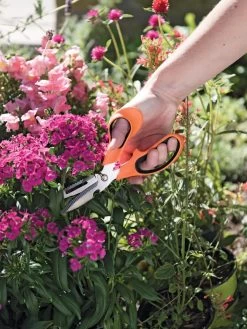 Gardener's Multi Purpose Scissors 8 Gardener's Multi Purpose Scissors -Plant Care Shop 8608655 19551 tif
