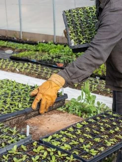 The Vermonter By Vermont Glove 10 The Vermonter By Vermont Glove -Plant Care Shop 8608918 08v