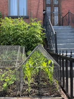 Chicken Wire Crop Coop 25 Chicken Wire Crop Coop -Plant Care Shop 8609080 02CUST tif