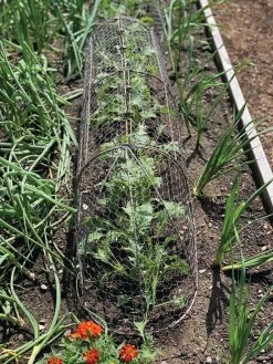 Chicken Wire Row Cloche Expandable Extra Large 3N1 -Plant Care Shop 8609412 5903 tif