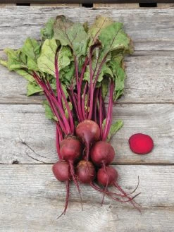 Family Garden Organic Seed Collection, Set Of 7 -Plant Care Shop 8610262 Detroit Dark Red Beet 03V tif