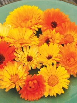 Family Garden Organic Seed Collection, Set Of 7 -Plant Care Shop 8610262 Pacific Beauty Calendula 07V tif