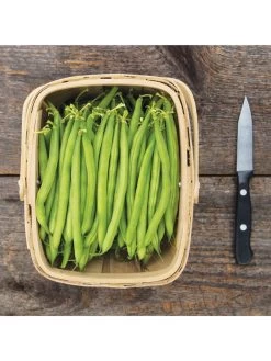 Antigua Bush Bean Organic Seeds -Plant Care Shop 8610262 antigua bean 8 15 18 05v