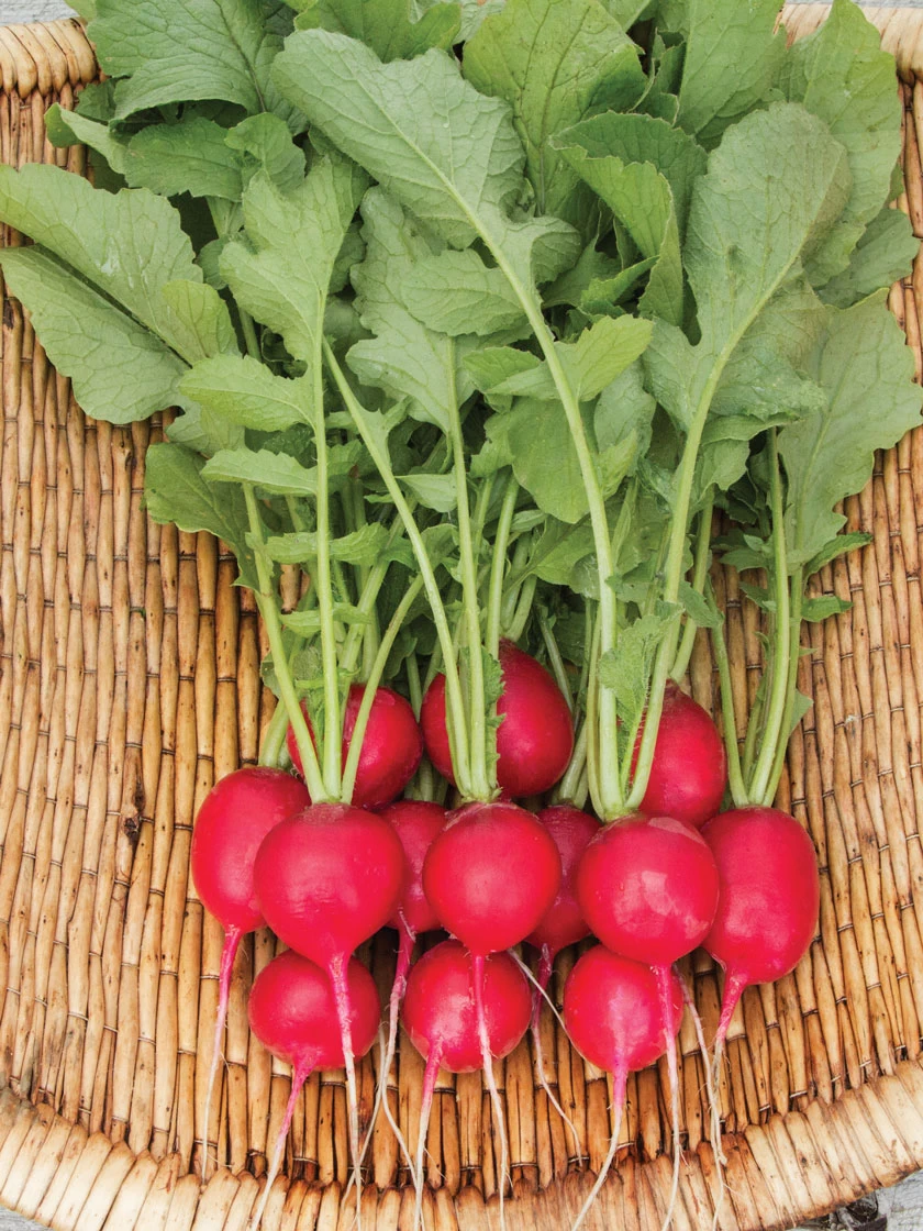 Cherry Belle Radish Organic Seeds 4 Cherry Belle Radish Organic Seeds - Image 2