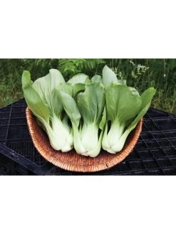 Silk Road Garden Organic Seed Collection, Set Of 6 -Plant Care Shop 8610264 shanghai green pac choy 05v
